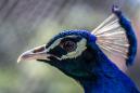 &copy;jahaj 